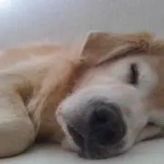 timberの画像