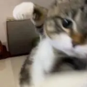 fujikouの画像