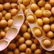 soybeanの画像