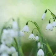 ゆずの画像