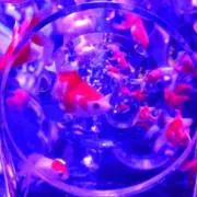 金魚のぶーちゃんの画像