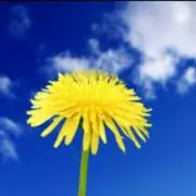 たんぽぽ
