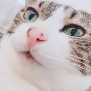 fujiの画像