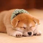 ペリーの画像