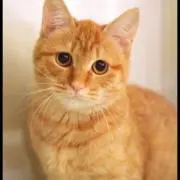 トラの画像