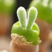 こたこ