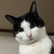 たびーの画像