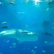 ばなな　期間限定値下げセール実地中！の画像