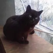 たむたむの画像
