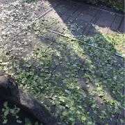茶碗蒸しの画像