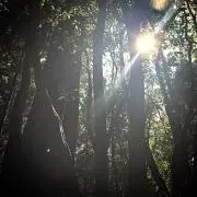 はるりんの画像
