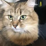 みゅーの画像