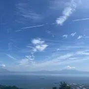 葵の画像