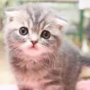 スコちゃんの画像