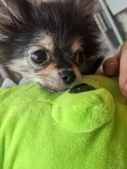アピノちゃんの画像