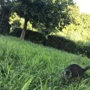 タンコロベエの画像