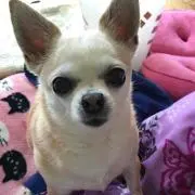 りん！プロフ見てください♡