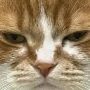 NAOTOの画像