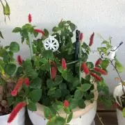 ミモザ