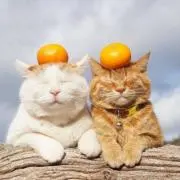 みかんの画像