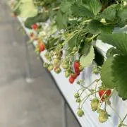 ぽよこの画像