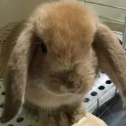 ゆう
