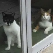 ねこまる