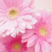 みみりんの画像