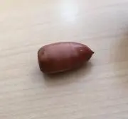 どんぐりの画像