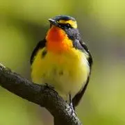 ひたきの画像