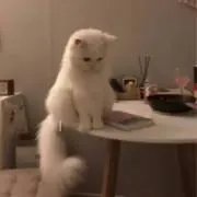 kwmの画像