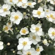 ごんの画像