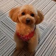 ムギちゃんの画像