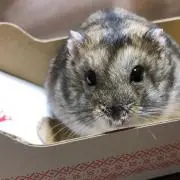 ちぃぼーの画像