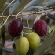 Oliveの画像
