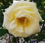 FLOWERの画像