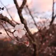 まな