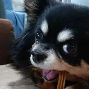 青リンゴ