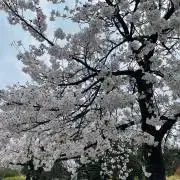 なるの画像