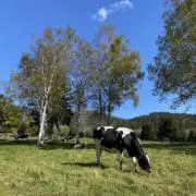 chamaの画像