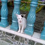 Māo