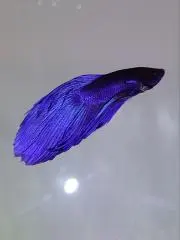 ミリー☆全品在庫あります☆の画像