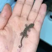 まんじゅび