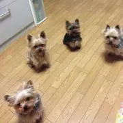 ごまじろう