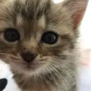 ちびくろの画像