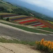 ラッキースター