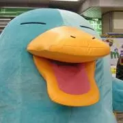 カモノハシちゃん（プロフィール必読！）の画像