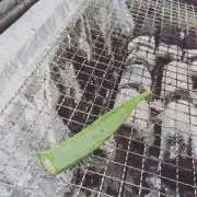 ちゃんま