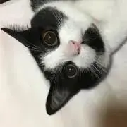 つばってぃの画像