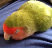 ひなの画像